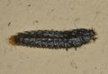 Lygistopterus (cf.)